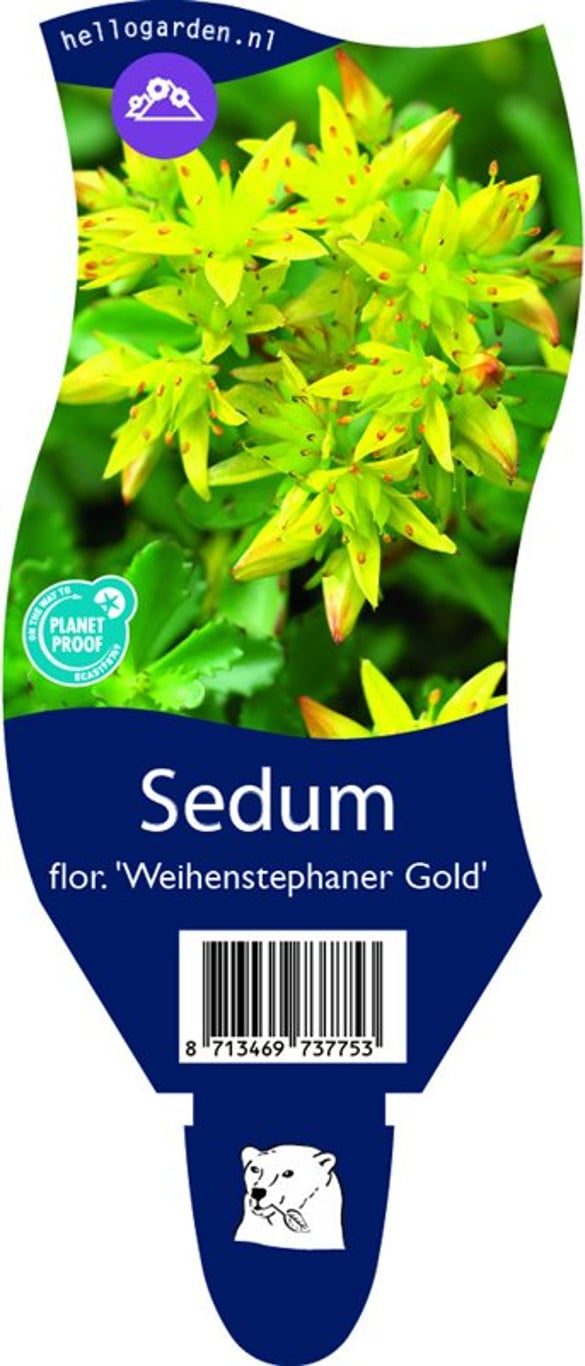 Sedum flor. 'Weihenstephaner Gold' - P11